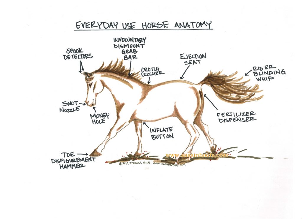 Every Day Use Horse Anatomy Funny Horse Sketch 