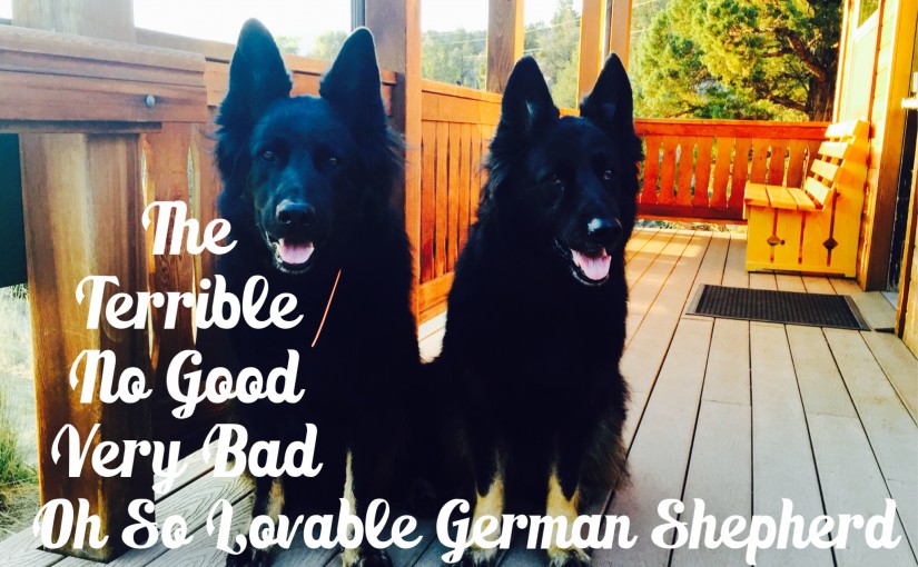 Don’t Own a German Shepherd…Definitely Not Two