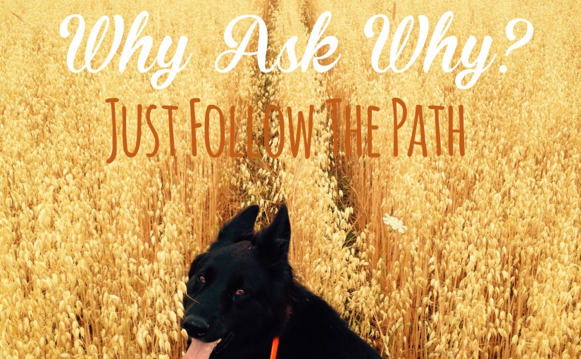 Why Ask Why? Just Follow The Path