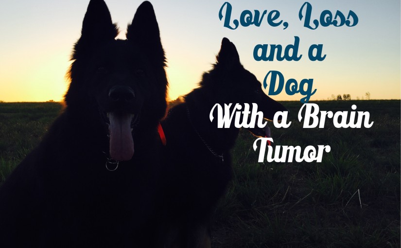 Love Loss & A Dog with A Brain Tumor