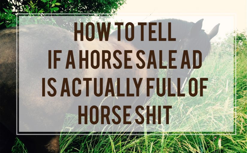How To Tell If A Horse Sale Ad Is Actually Full Of Horse Shit