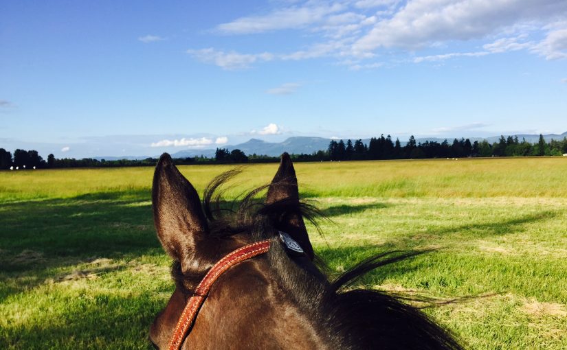 Riding Arabian Horse View of Field