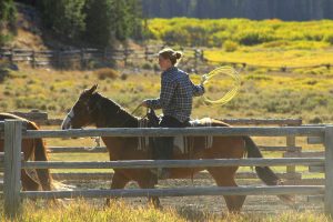 Cowgirl Wrangling Horses