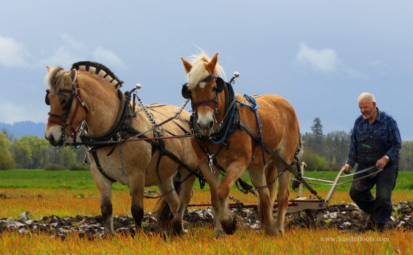 Horses & Plows Look Like Salt Of The Earth