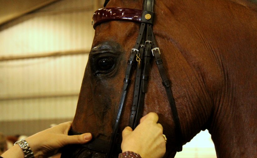 Professional Equestrian Groom