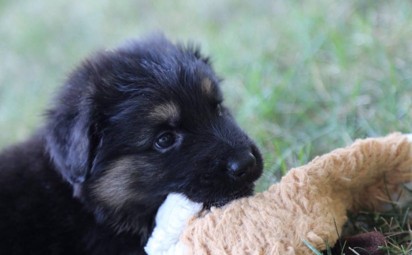 German Shepherd Puppy