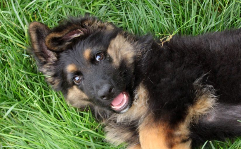 German Shepherd Puppy Love