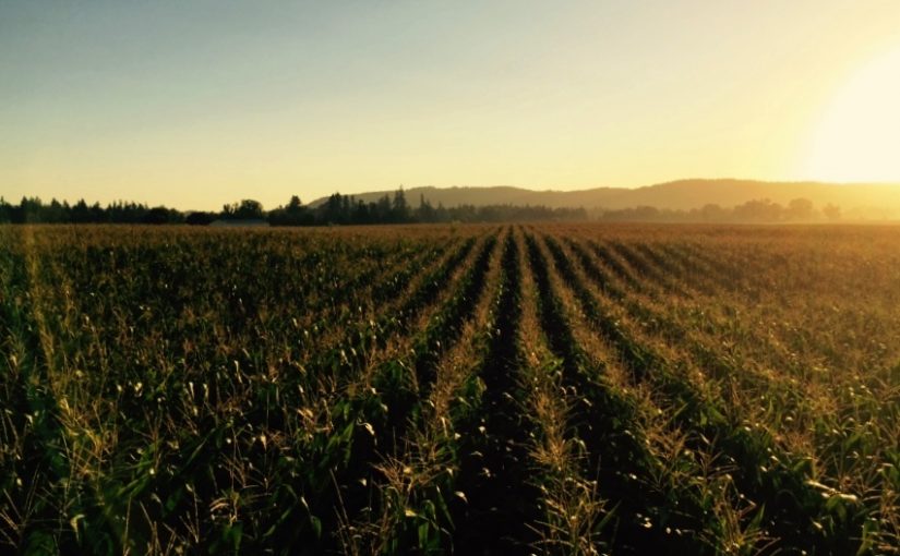 Thank A Farmer Sunrise Corn Rows