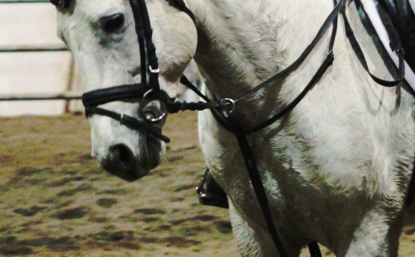 Beautiful White Horse