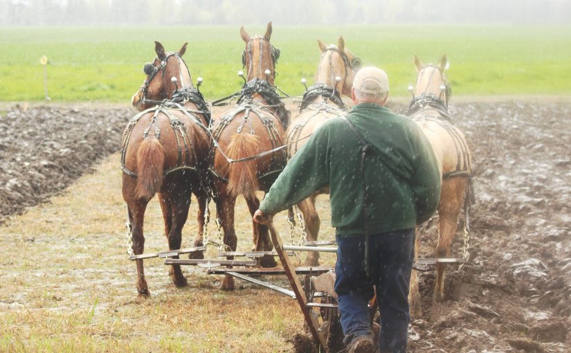 4 Horse Plow Team In Rain