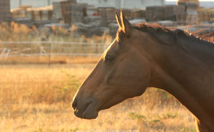 Beautiful Horse At Sunset